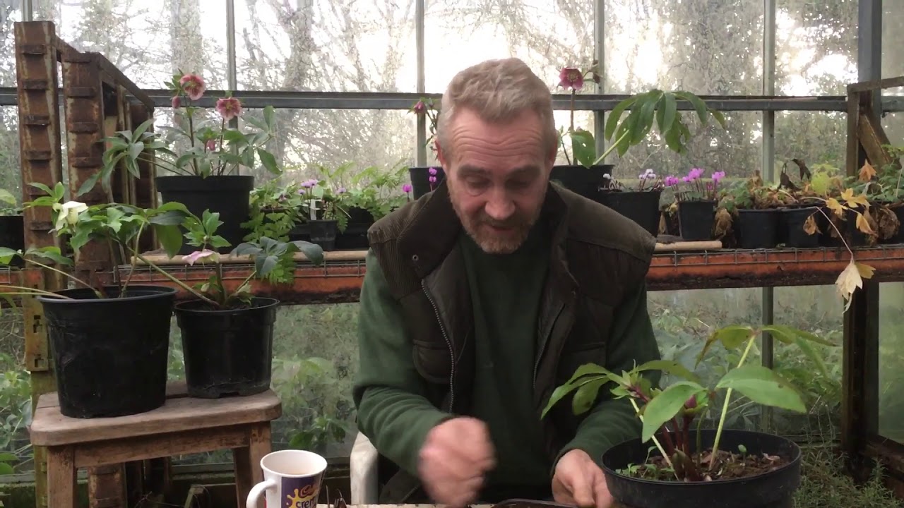 How to plant out hellebore seedlings