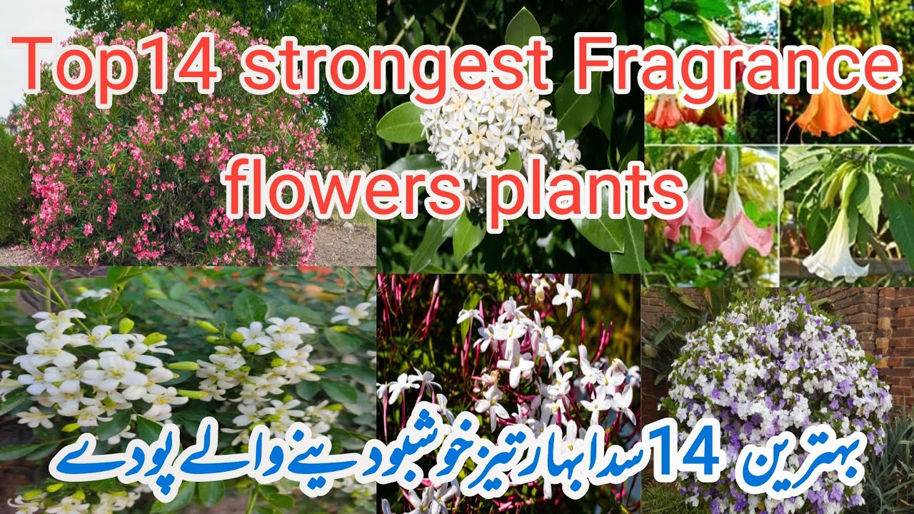 Top14 strongest Fragrance flowers plants