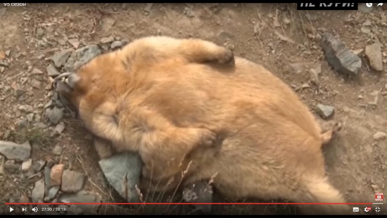 Охота на сурка байбака на Алтае . 2018