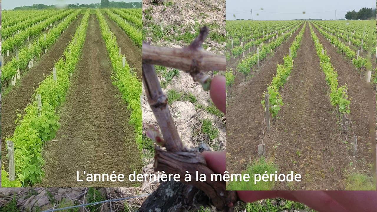 Travail du sol dans les vignes et quelques magnifiques vues au drone à Sancerre au coucher du soleil