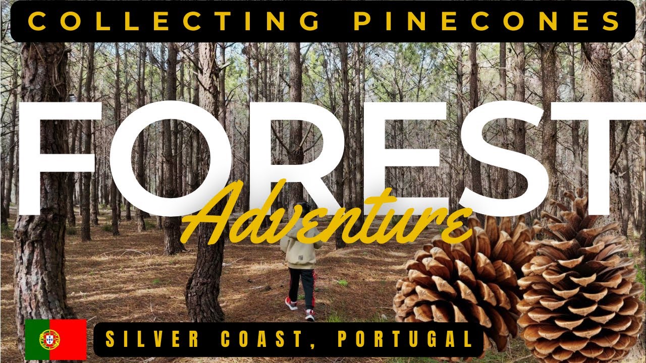 Collecting Pinecones in Portugal: A Fun Family Adventure! #portugalexpatlife