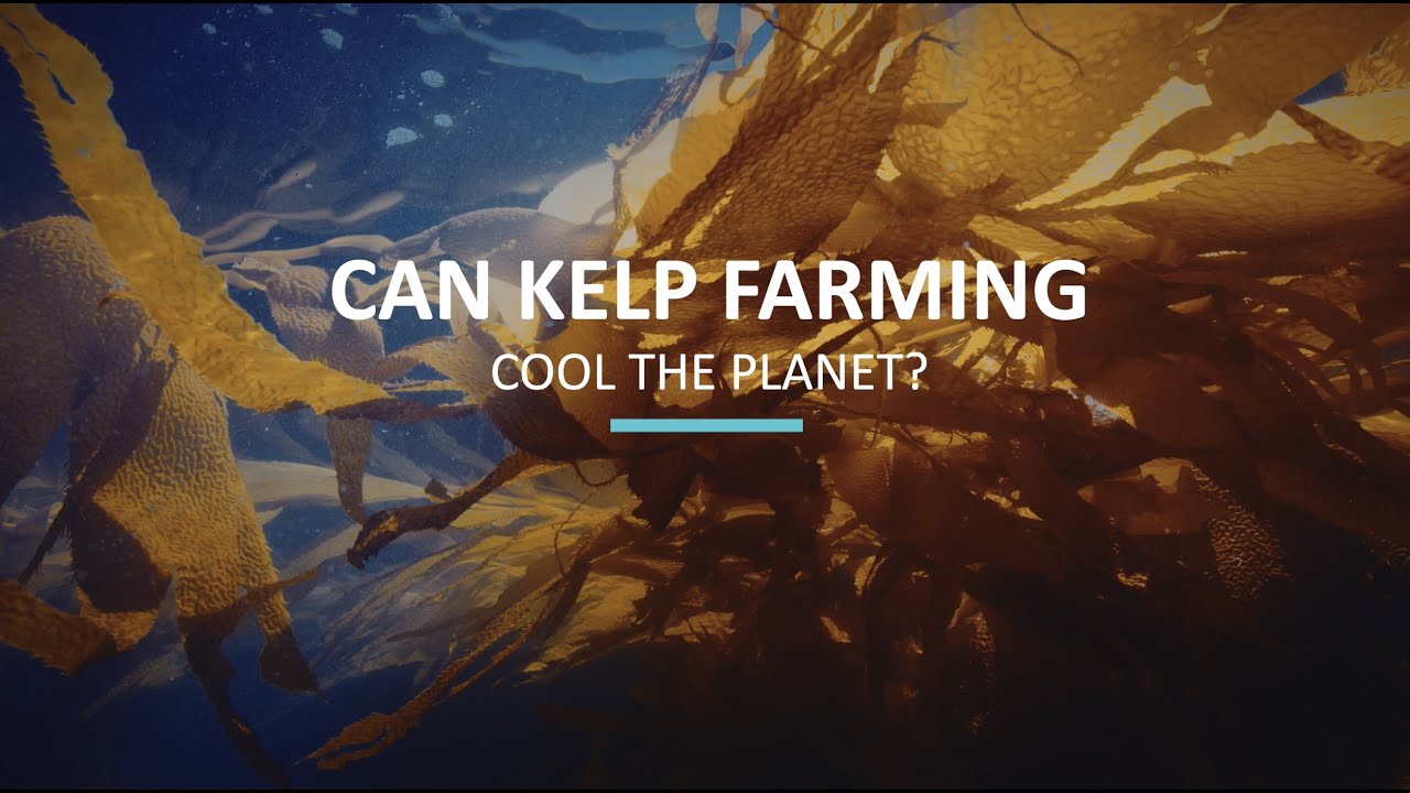 Climate Action Category Winner - Kelp Blue