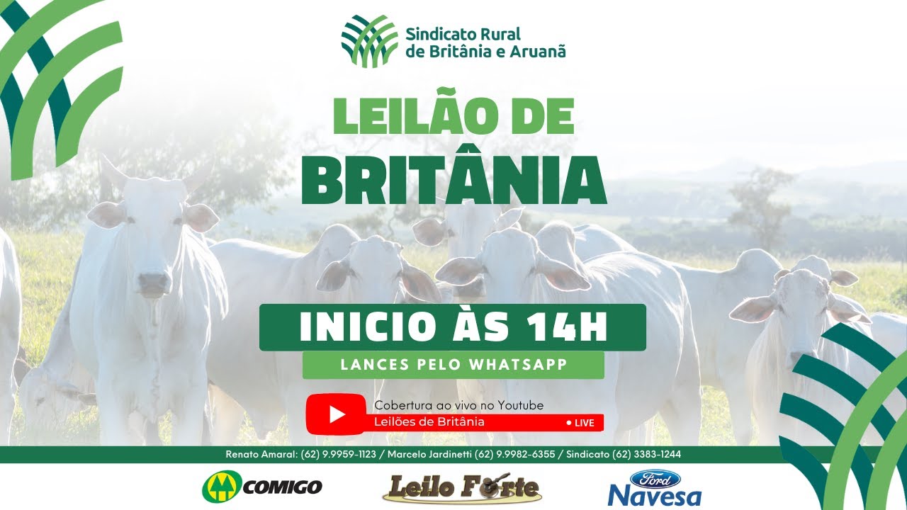 Leilão Sindicato Rural de Britânia-GO - 31/01/26 | Leilão ao vivo - Leilão de Gado
