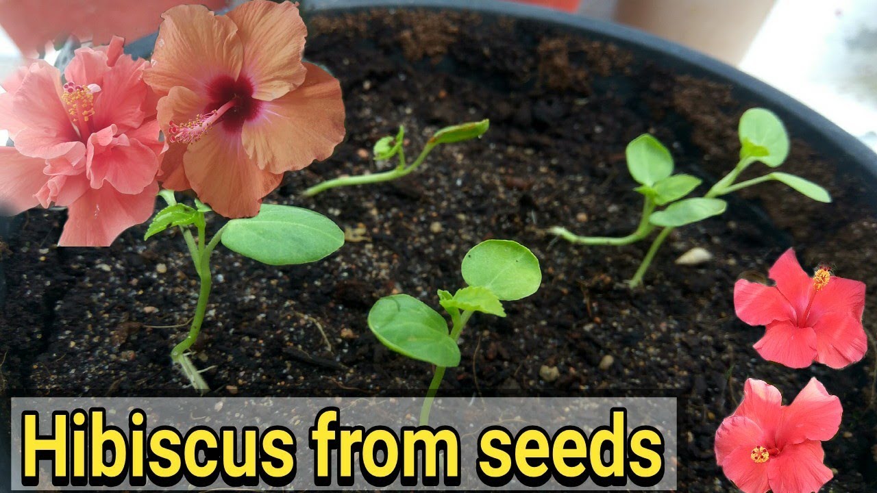 Hibiscus ( Gudhal)  ko seeds se ugae