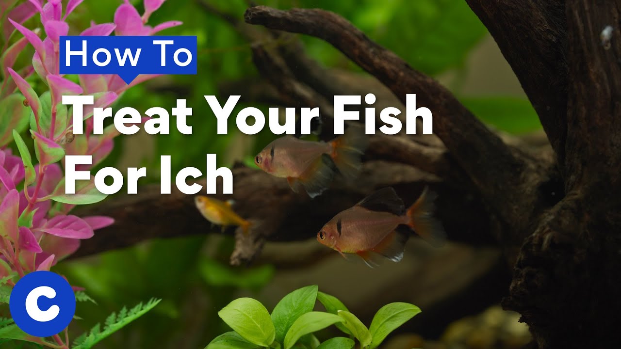 How To Treat Ich on Fish, AKA White Spot Disease | Chewtorials