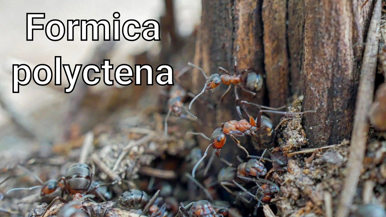 Formica polyctena. Все о чем нужно знать / Ants4you