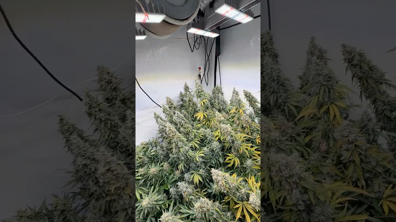 Gorilla Cookies Auto week 8 is INSANE #fastbuds #growerslife