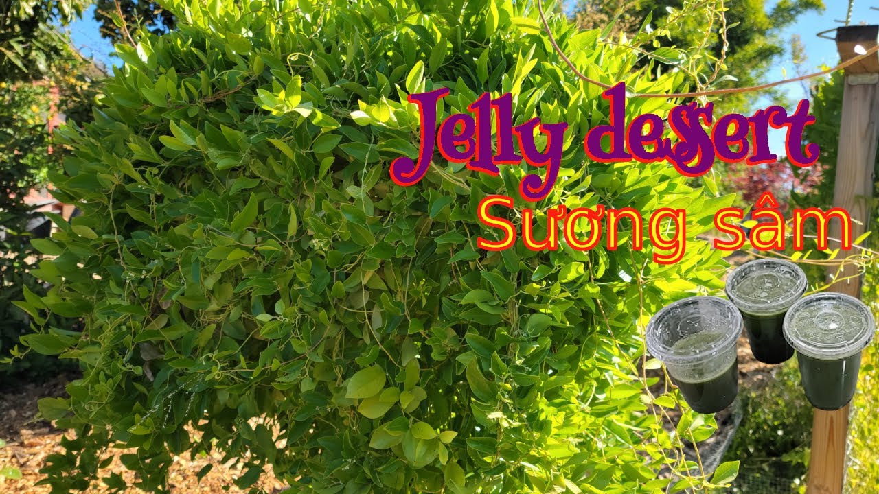 Easy way to make jelly dessert from a Tiliacora triandra plant, also known as sương sâm or yanang