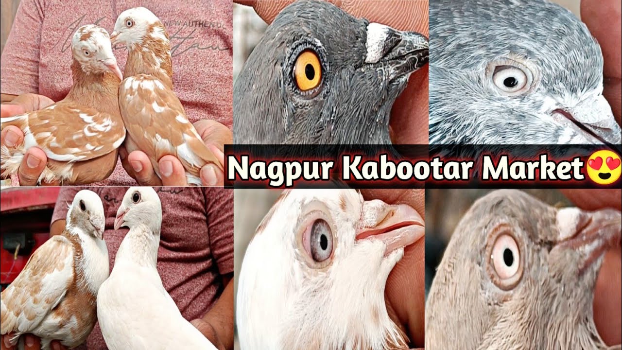 10/11/2024 Ka Kabootar Market😍 | High Flyer Pigeons
