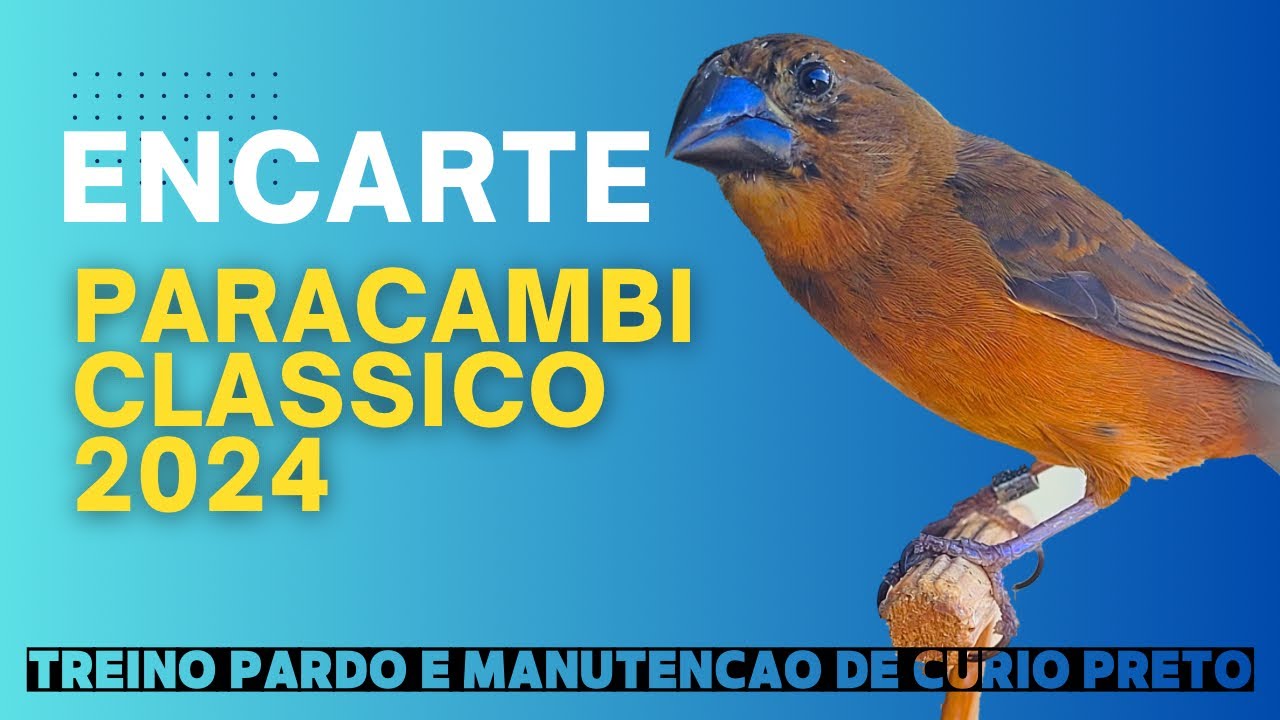 canto PARACAMBI CLASSICO 2025 para encarte de curio pardo e manutencao de canto de curio preto.