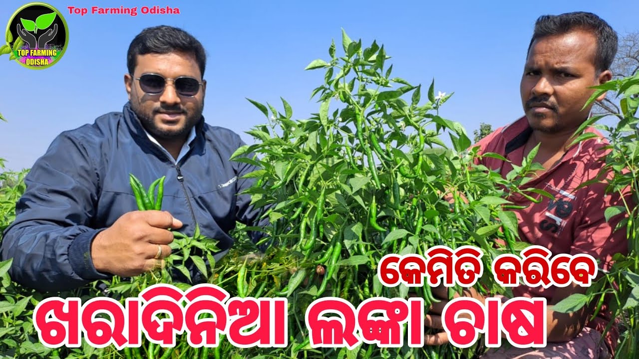 Chilli Farming In Summer Session Mirch Ki Kheti