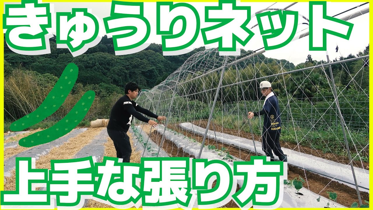 【夏野菜編#3】きゅうりネットの上手な張り方