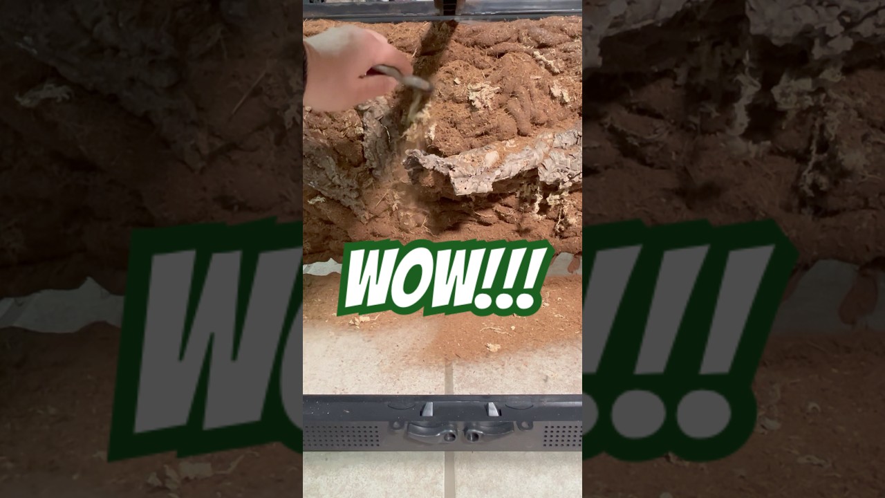 &iquest;C&oacute;mo hacer un terrario bioactivo tropical para tus Mascotas? #quiubolereptileros #tutorial