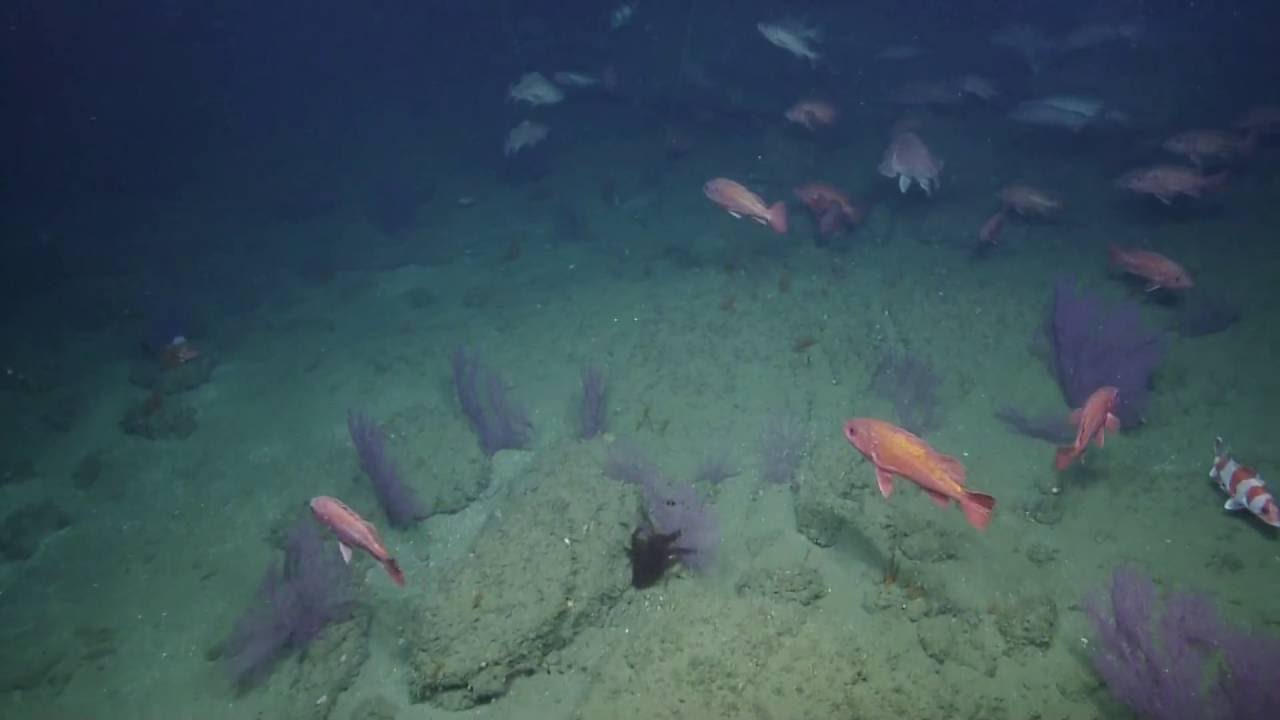 E/V Nautilus: ROV Hercules discovers hot-spot for large Rockfish