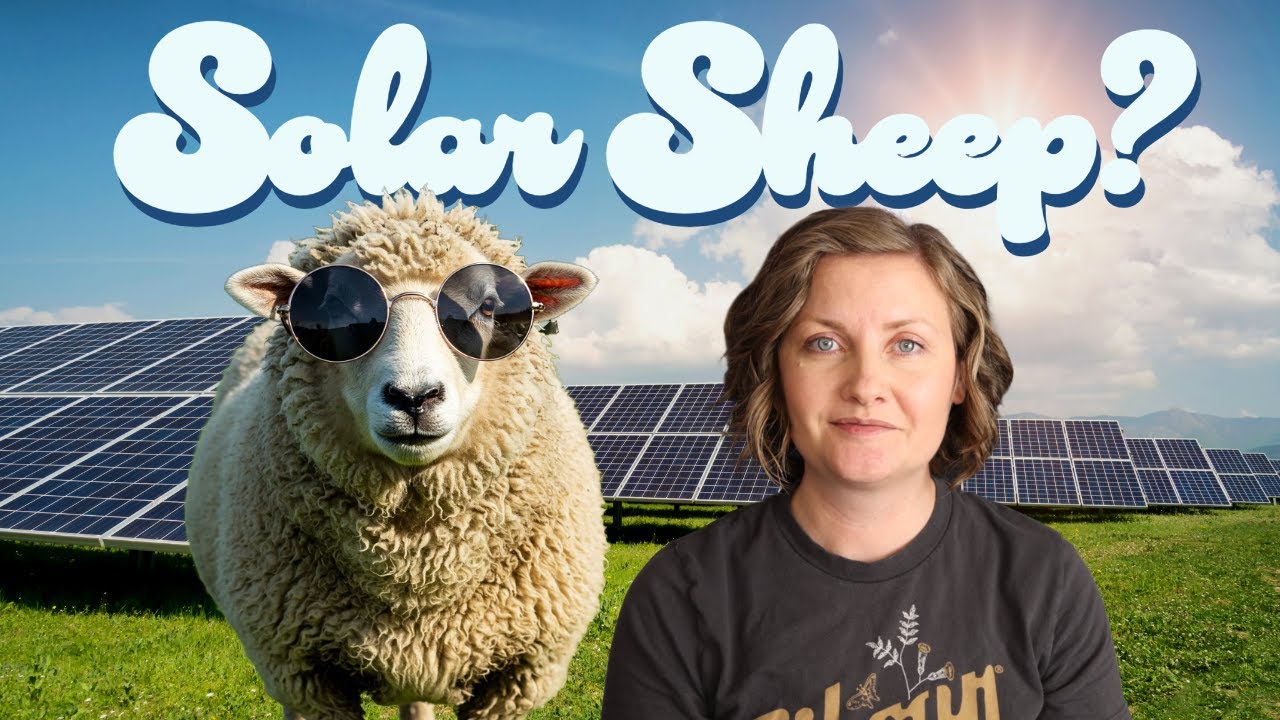 How Sheep are Improving the Solar Industry: Plus Other Good News Stories