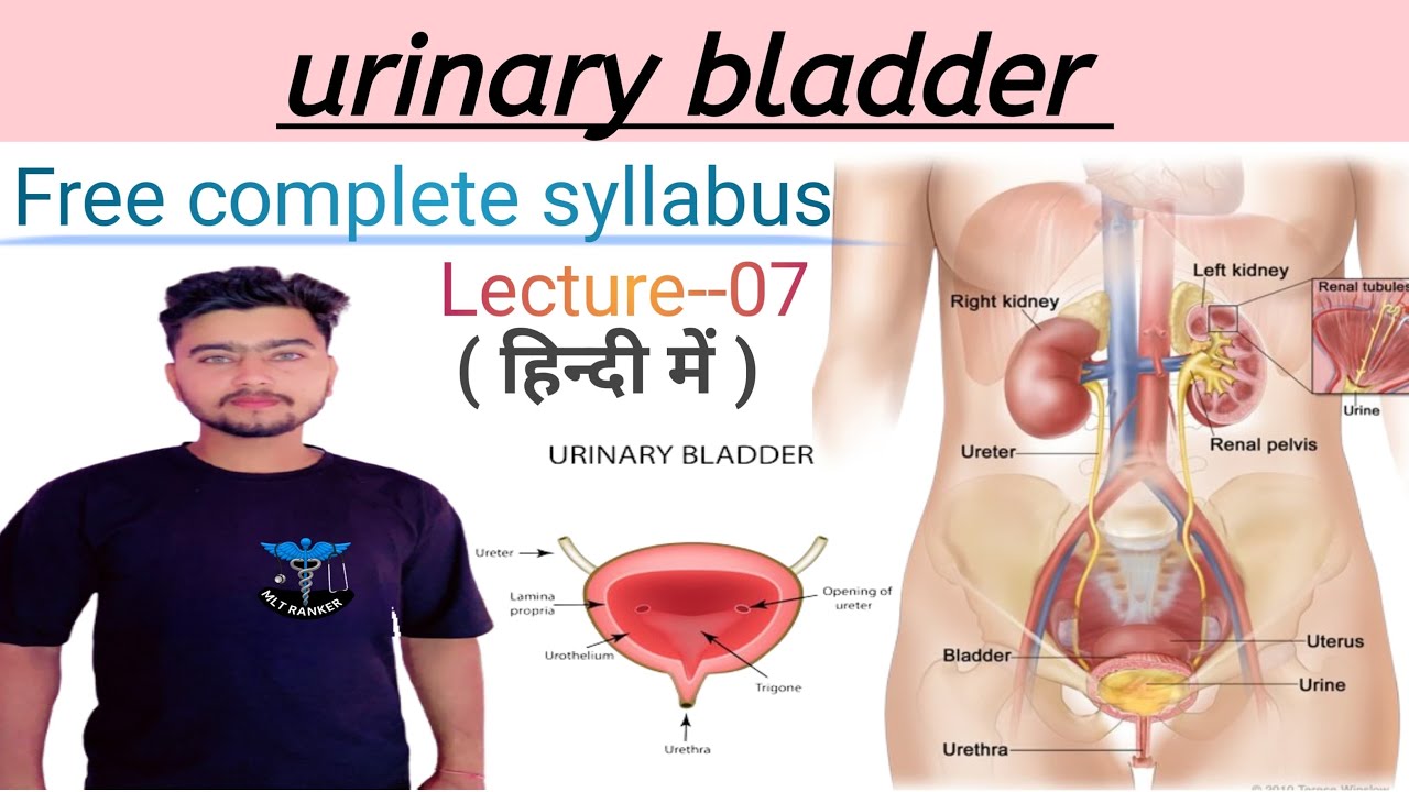 Urinary bladder in Hindi | English | Structure | Function | lecture-07 | 