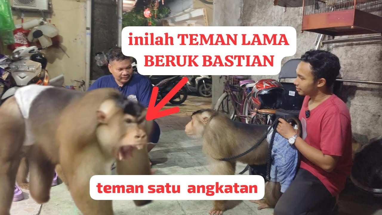 pertemukan Beruk Bastian dengan teman lamanya dari Sumatera di Jakarta!!!