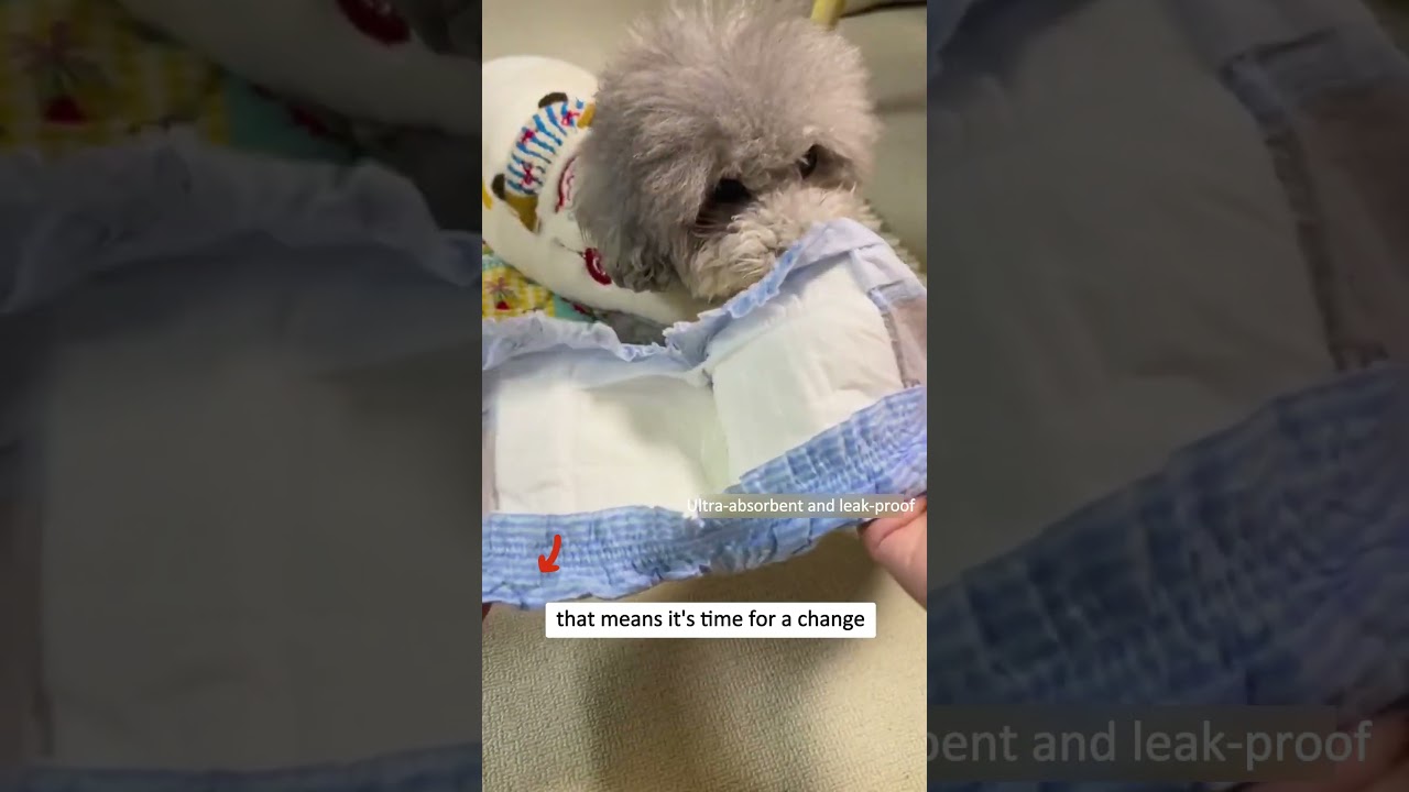 🚫 No More Messes! Dog Diapers to the Rescue!