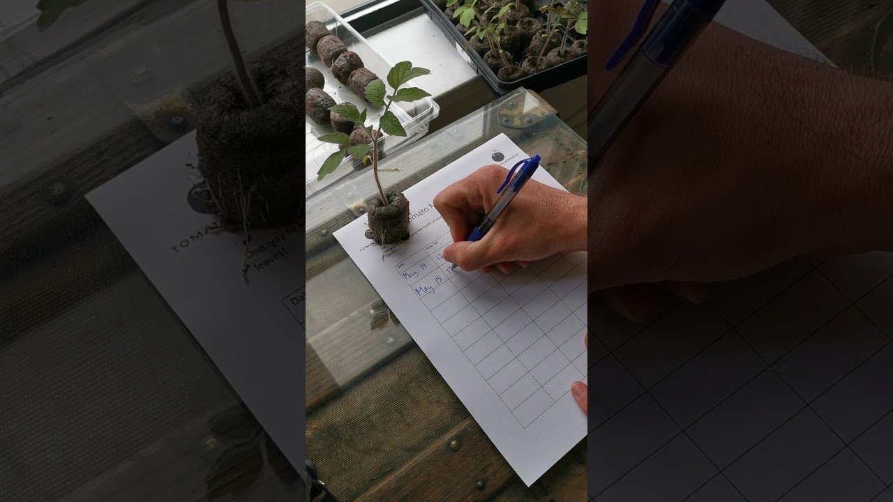 Measuring your tomato plants