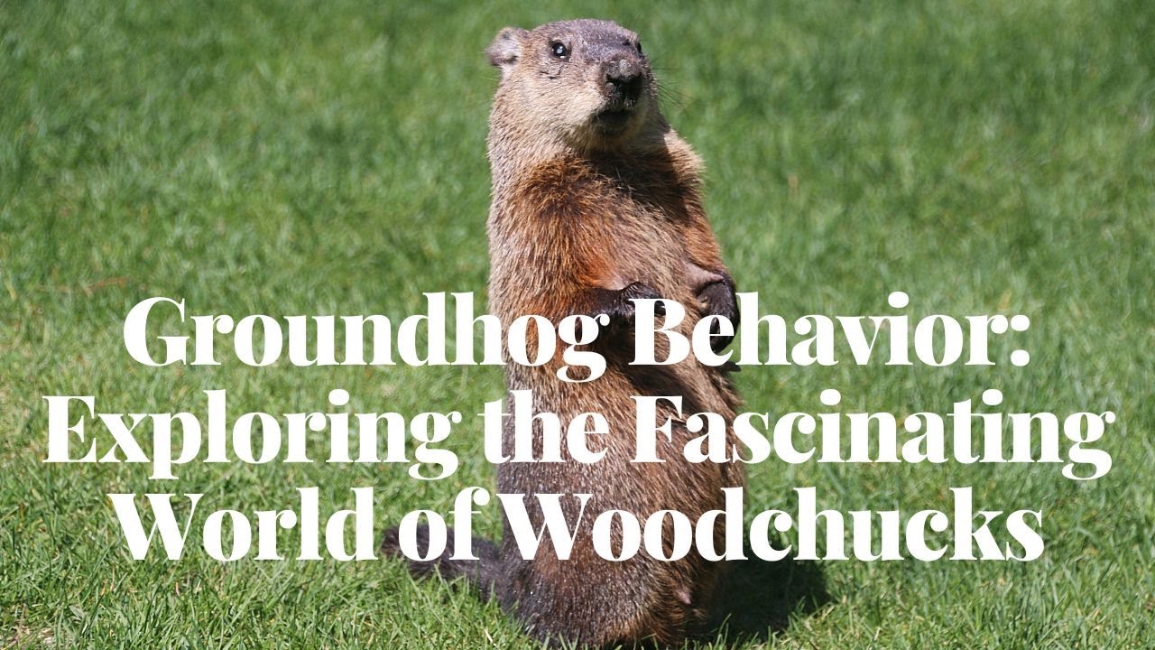 Groundhog Behavior Exploring the Fascinating World of Woodchucks