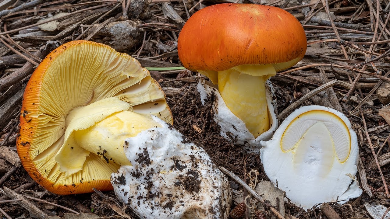 Funghi | L'ovolo buono e l'umidità (Amanita caesarea)