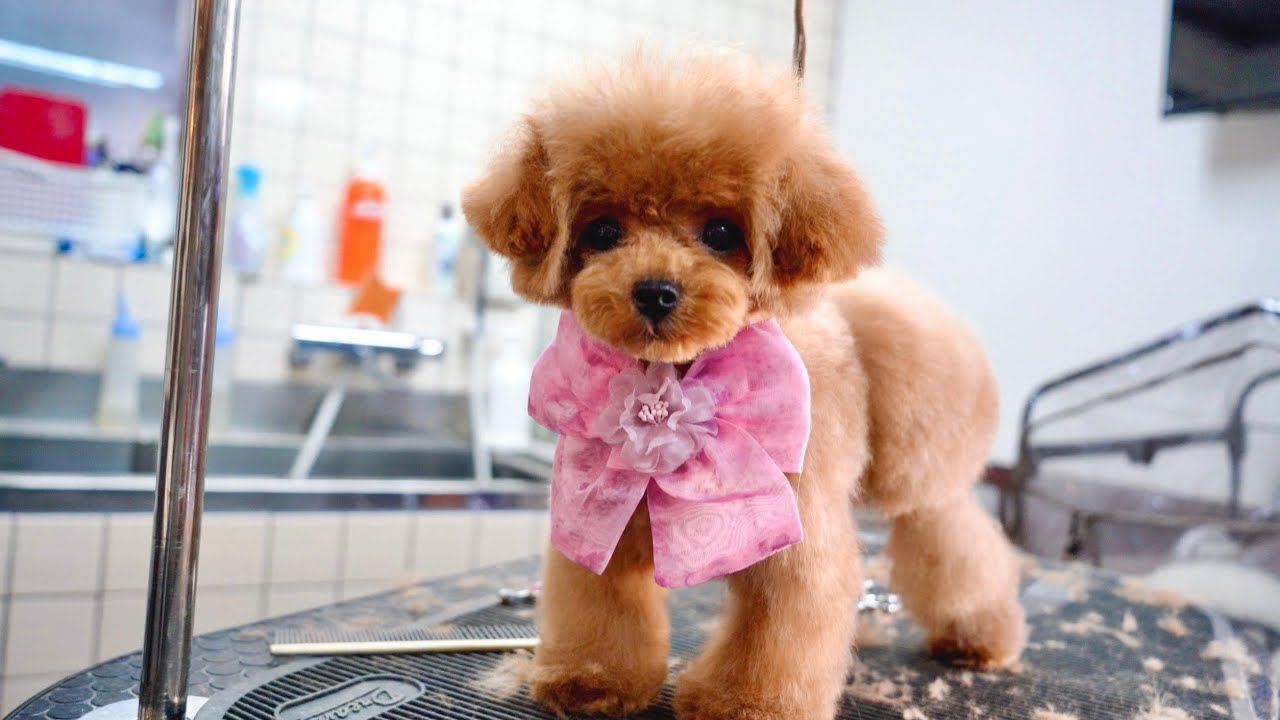 4ヶ月の小さなトイプードル子犬、初めての全身トリミング