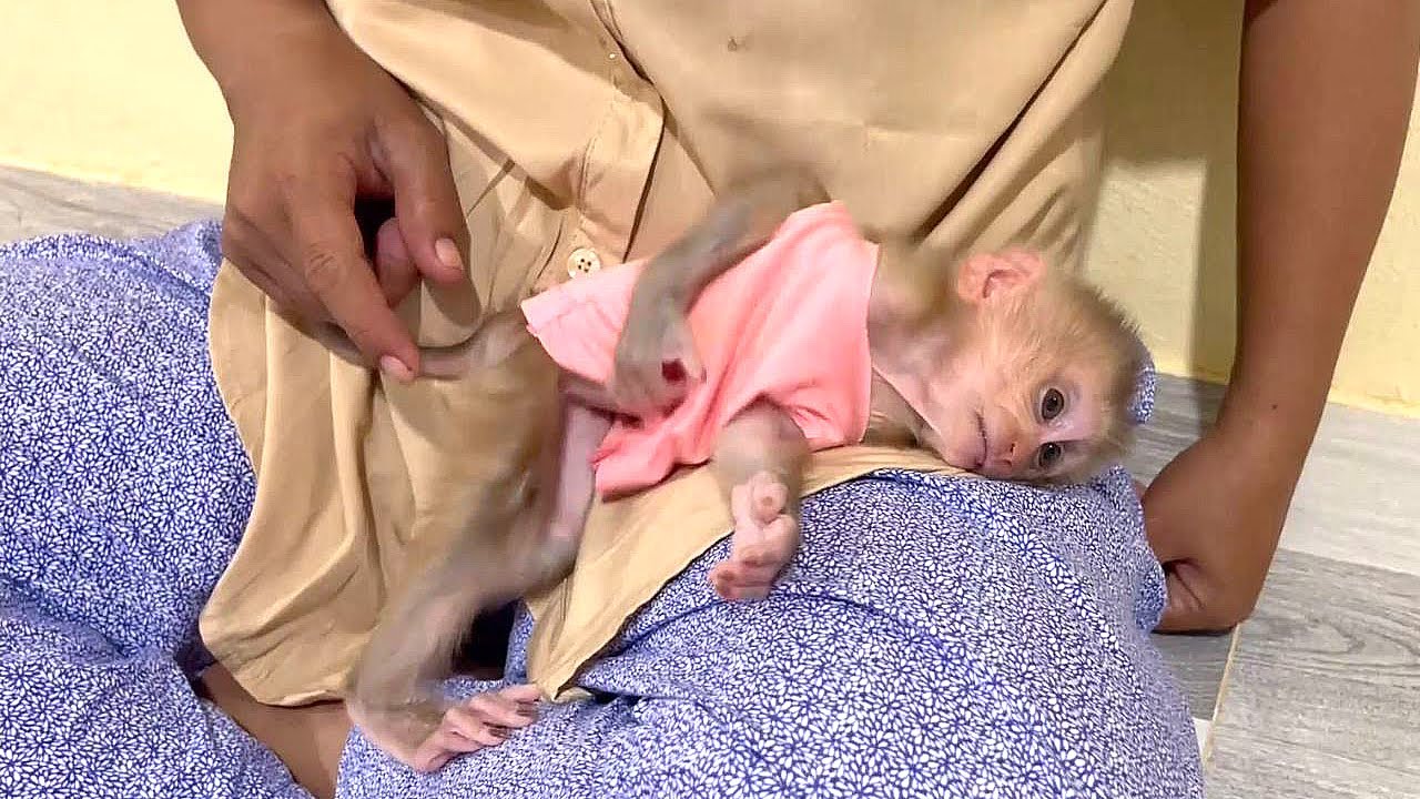 Calm Baby Monkey Jessa Relax On Mom Lap Activities