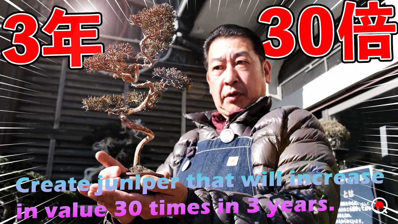 【3年経過】3年で30倍の値段になる真柏ファイナル【盆栽Q】