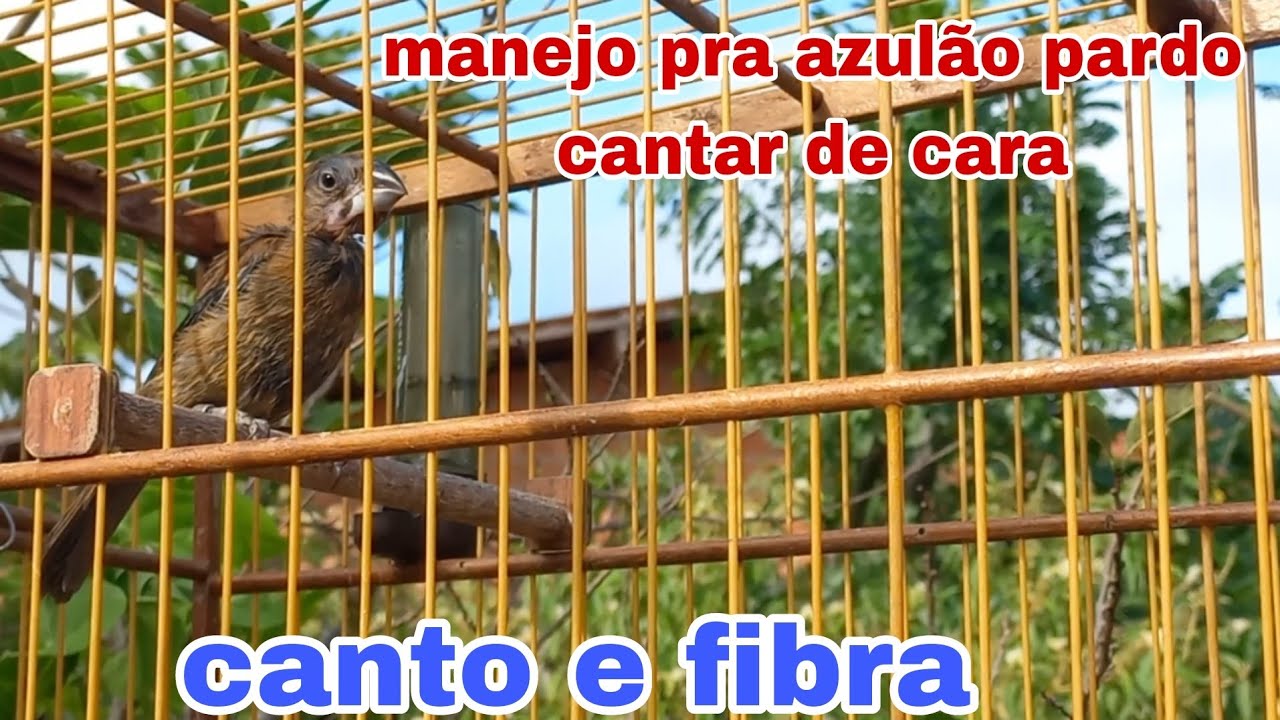 manejo pra azul&atilde;o pardo cantar de cara e ter muita fibra