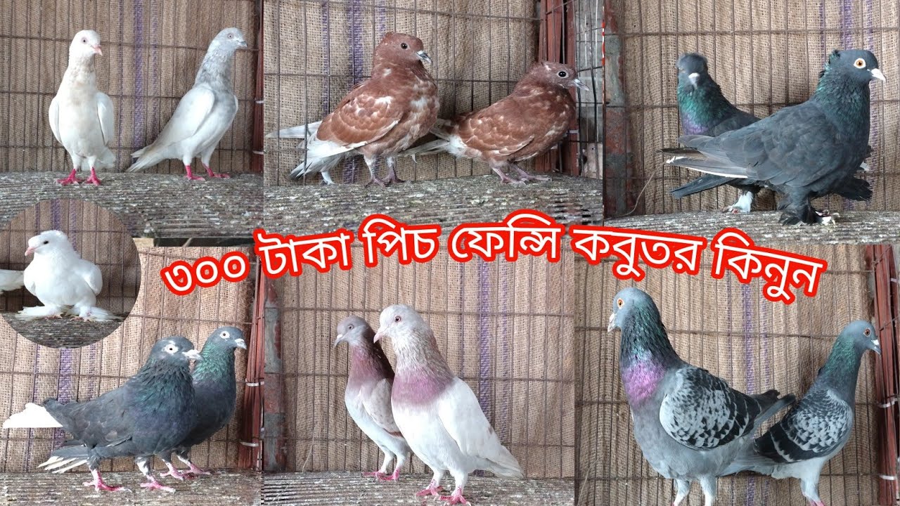 কম দামে ভালো মানের কবুতর কিনুন আজই||রেজা কবুতর ঘর বগুড়া||কবুতরের দাম দর-২০২৬||Pegion price bd-2026||