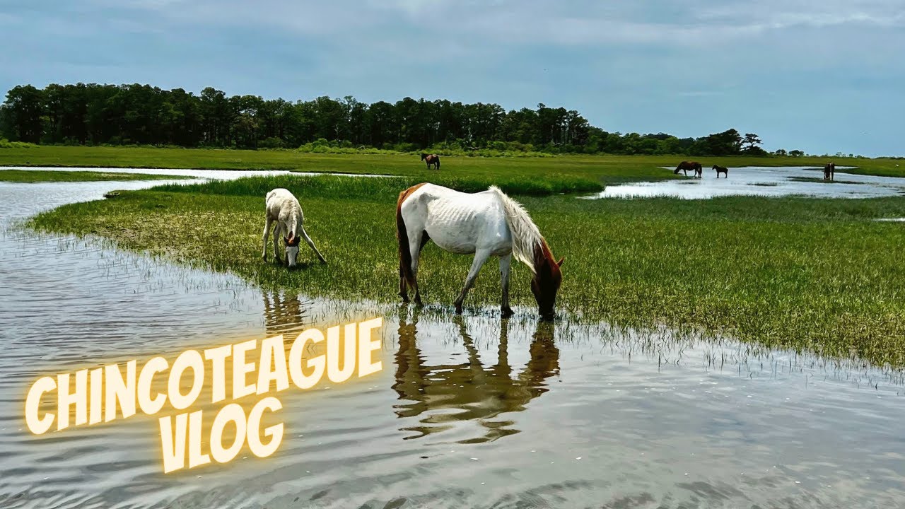 Chincoteague Vlog