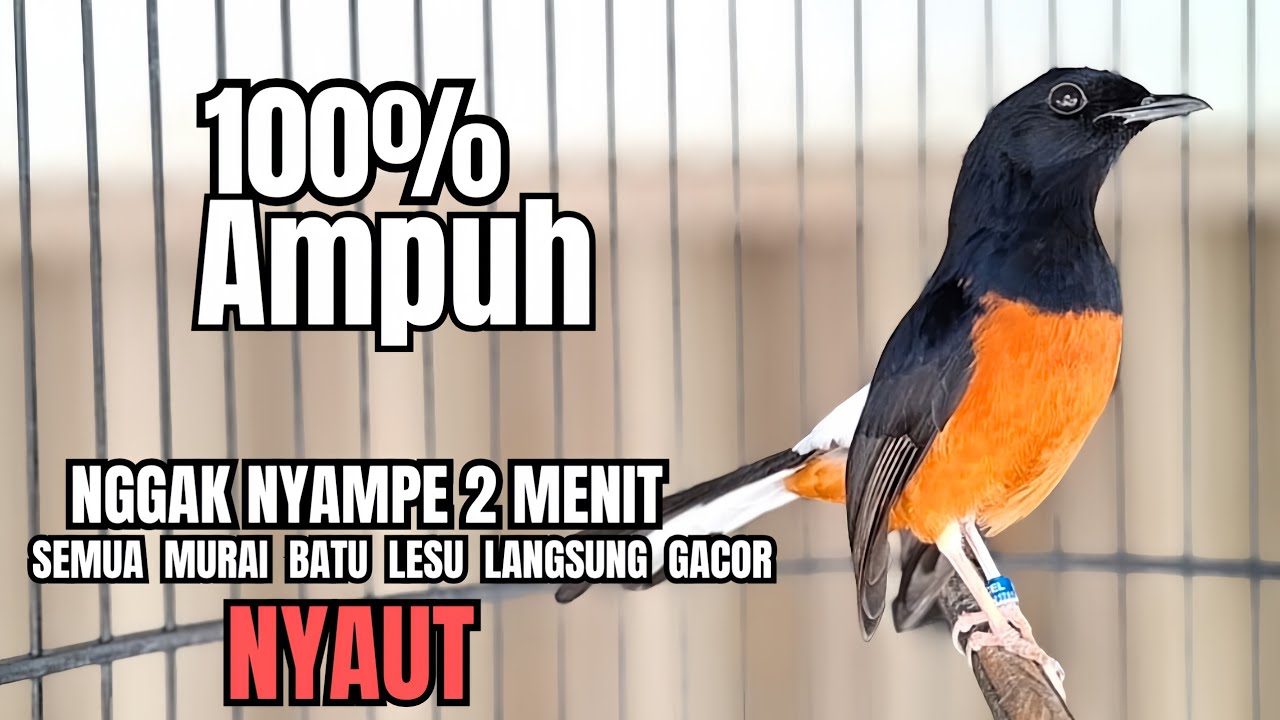 PANCINGAN Murai Batu FIGHTER NEMBAK ISIAN KASAR !! Murai macet bunyi dengar ini langsung NYAUT