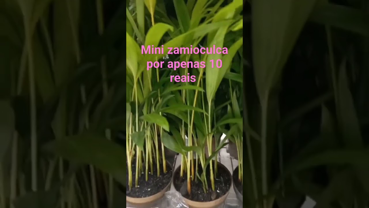 plantas em promo&ccedil;&atilde;o no carrefour s&atilde;o paulo