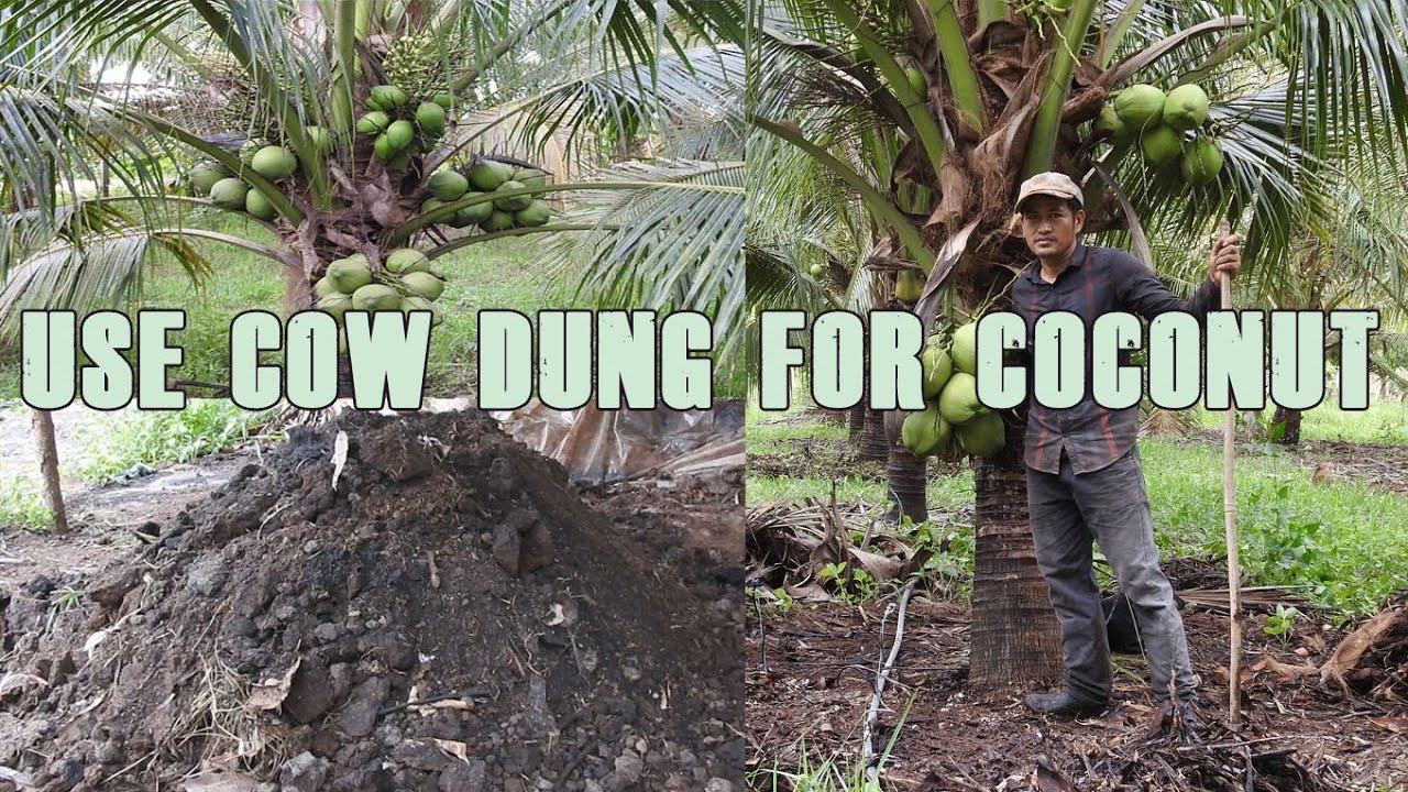 How To Use Cowdung as Fertilizer For Coconut - Tip To Fertilizer Coconut By Using Cowdung Manure.
