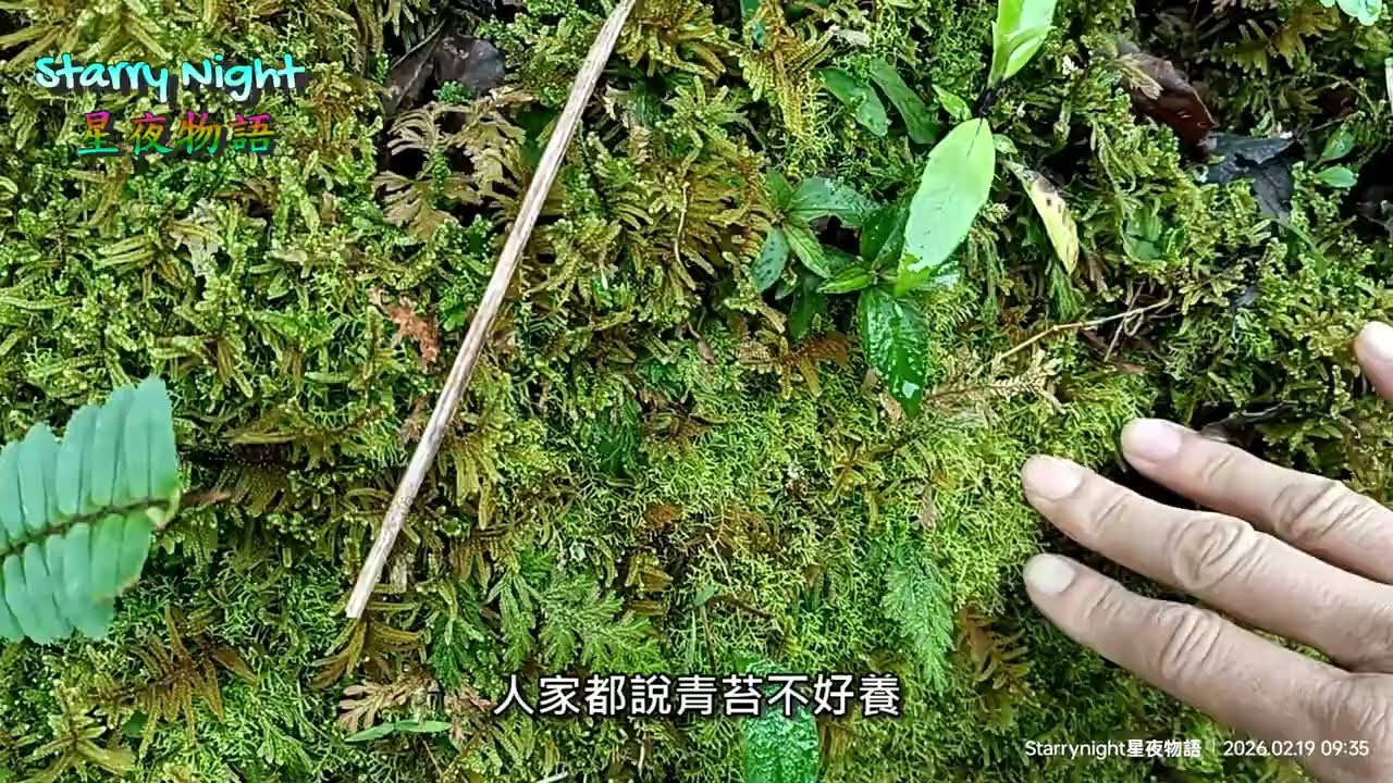 2026.02 魚蕨步道、九芎根親水公園