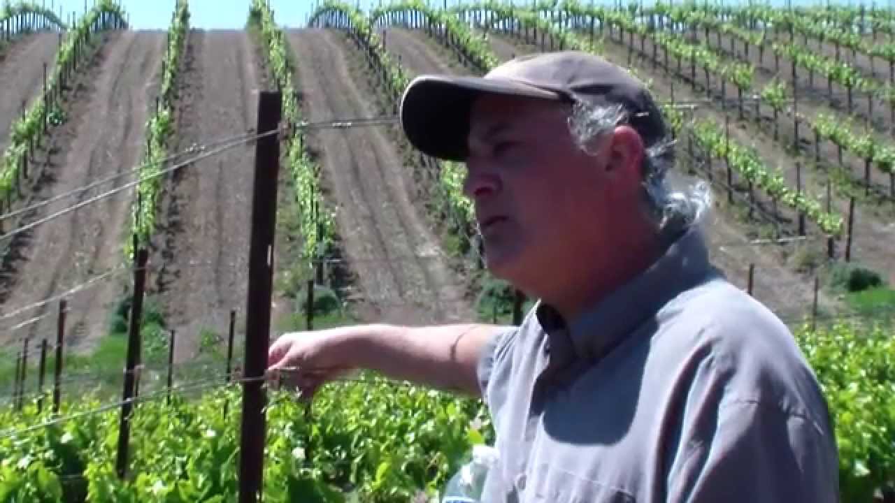 In the Vineyard with Steve Beckmen – Shoot thinning