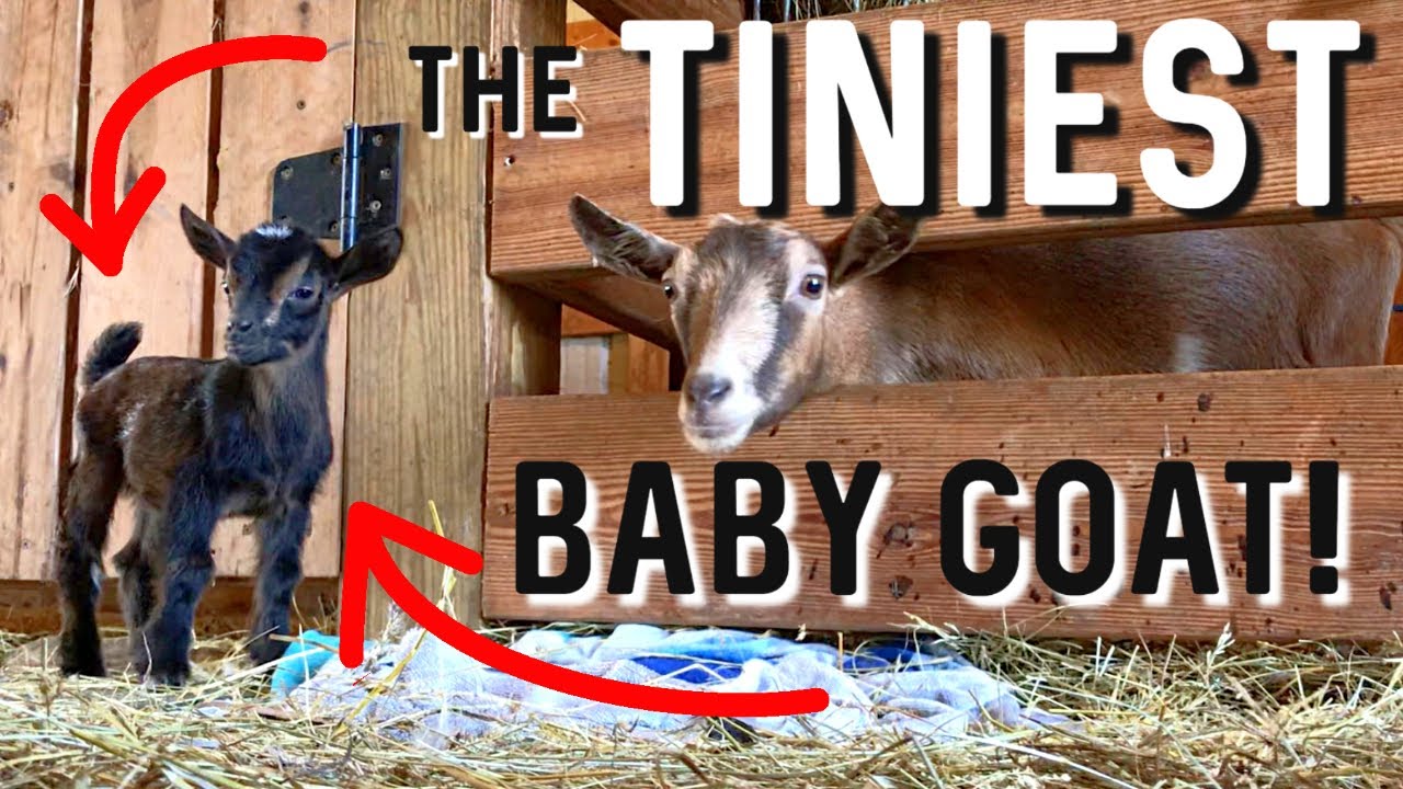The Smallest Baby Goat Born on Our Farm! 🐐 The Last Baby Goat of 2021 Kidding Season!