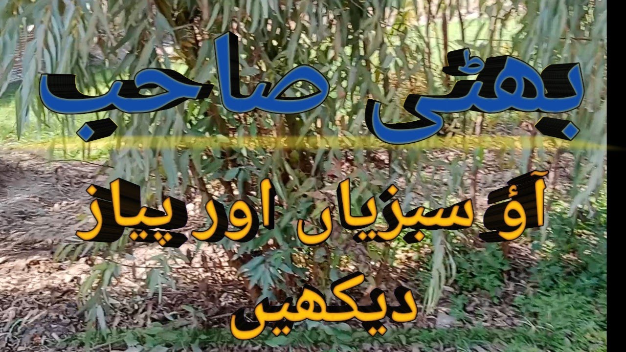  آؤ سبزیاں اور پیاز دیکھیں Bhatti Sahab#onion #vegetables #youtubevideo 
