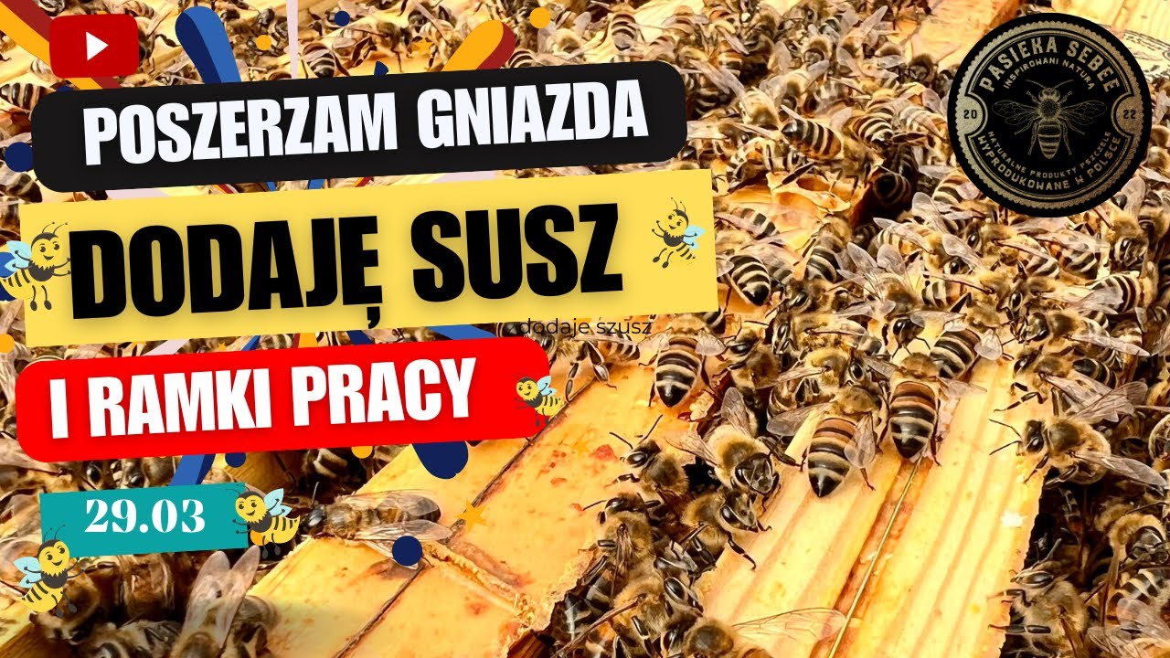 29.03: Poszerzamy gniazda, dodajemy susz i ramki pracy, Buckfast, Alpejka, Włoszka  - Pasieka SeBee