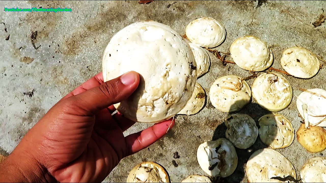 Natural Rubber kept for drying in sunlight