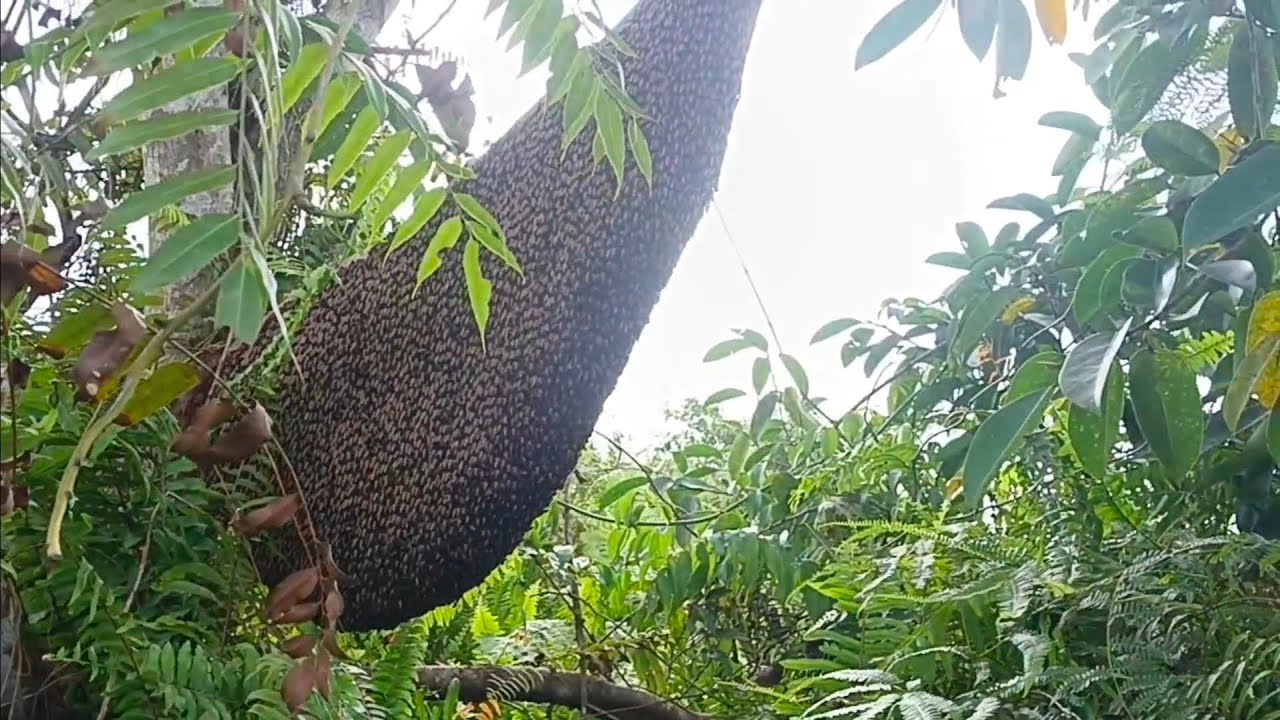 Poin madu multi flora. Si manis dengan warna merah merona 