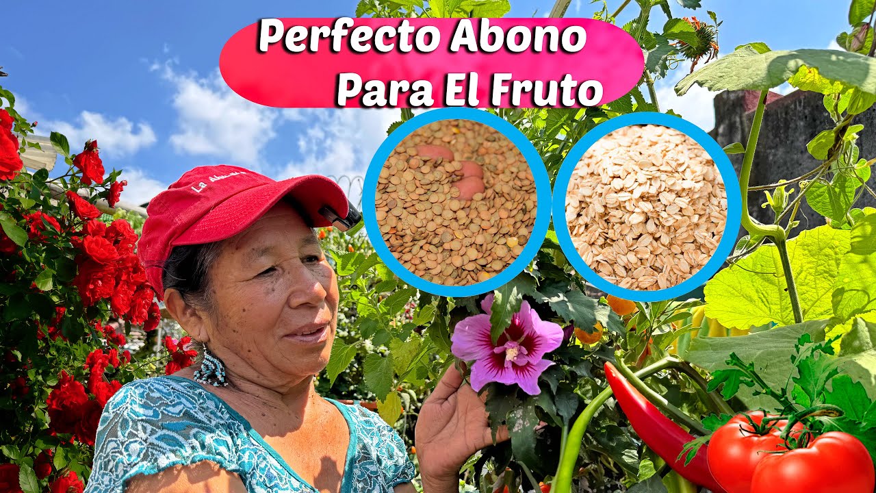 Como Preparar un Excelente Abono de Avena y Lenteja Para Desarrollar muy Bien el Huerto y sus Frutos