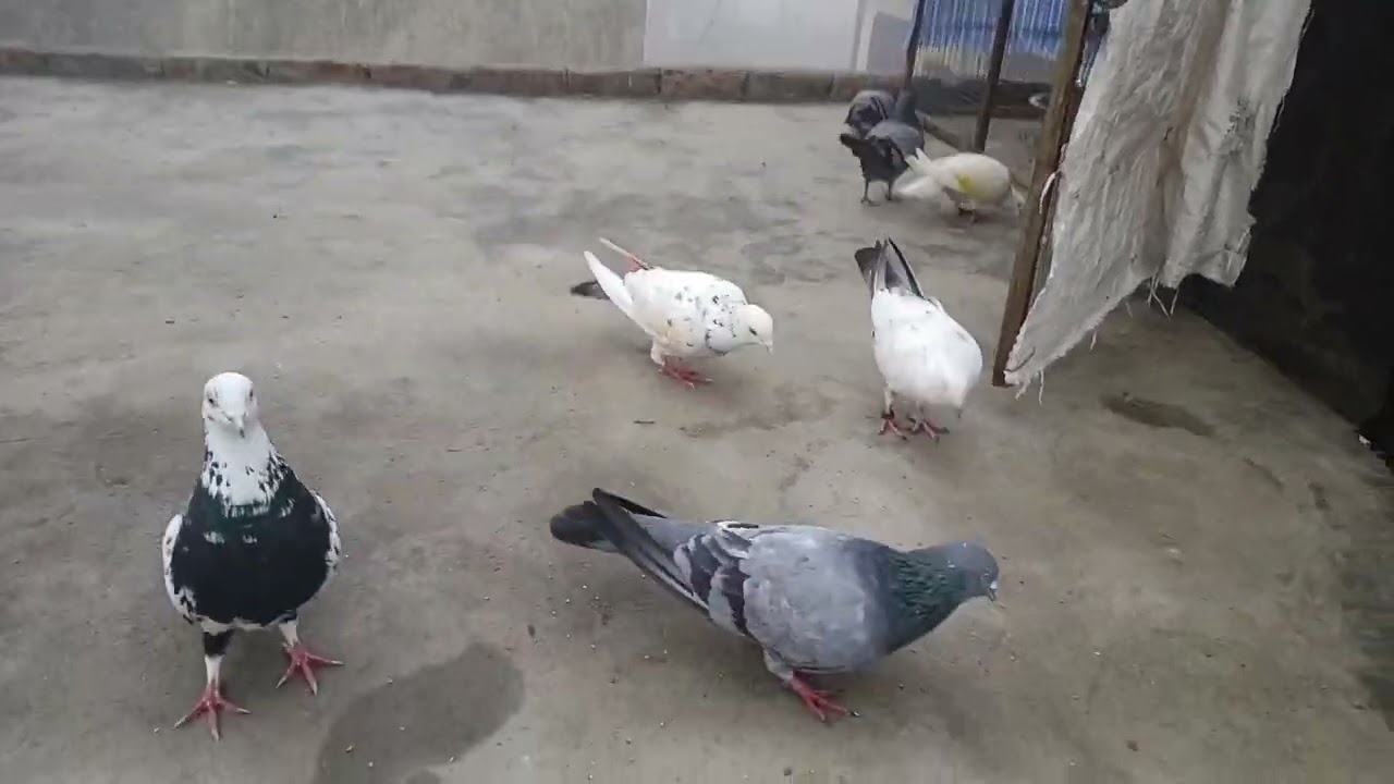 #birdspecies 