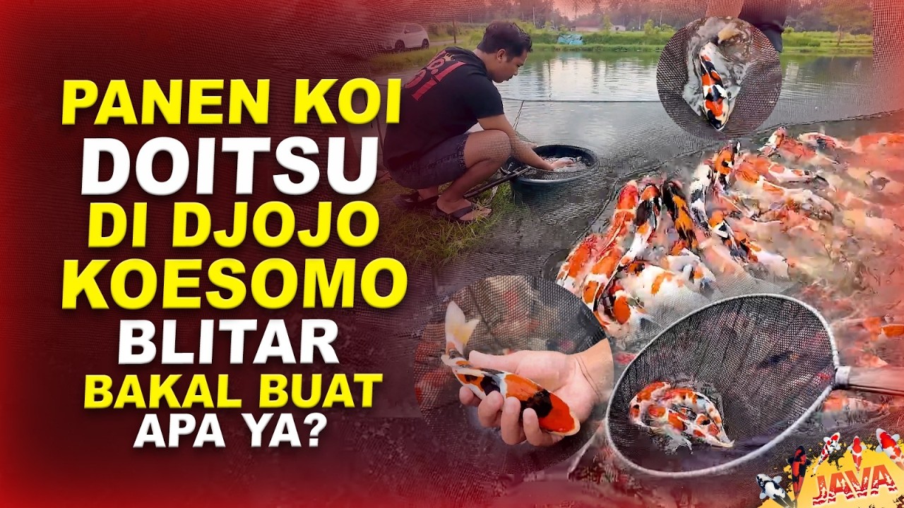 SPILL IKAN KOI DOITSU DJOJO KOESOEMO KOI BLITAR
