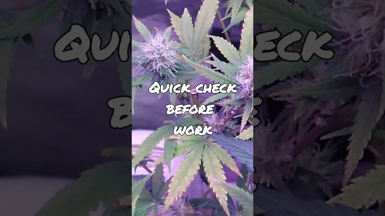 First fruits pre harvest cannabis (quick check).