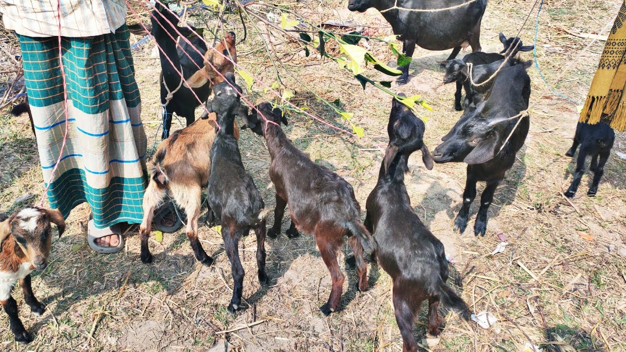 @ ৩১ শে জানুয়ারী ২৬ কাইতলা ছাগলের হাট। কম না বেশি ছাগলের দাম। Goat Price in Bangladesh ।