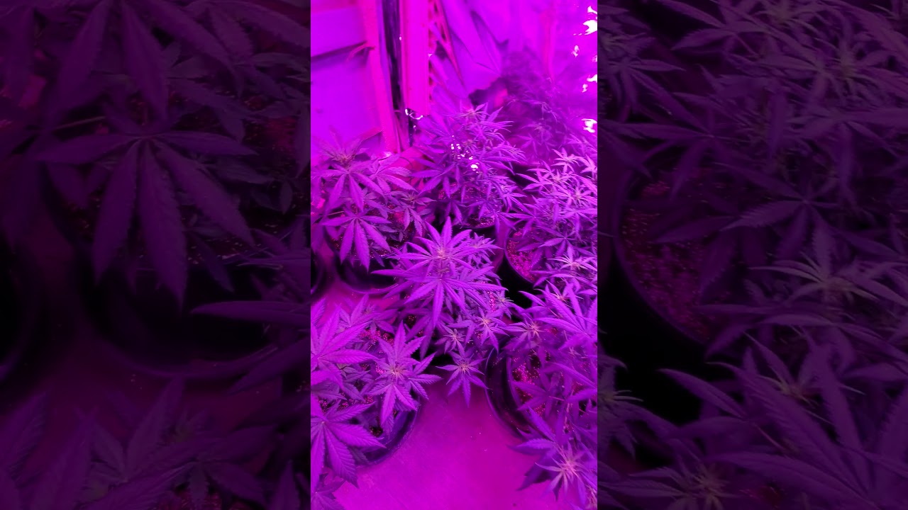 Gorilla glue auto flower update