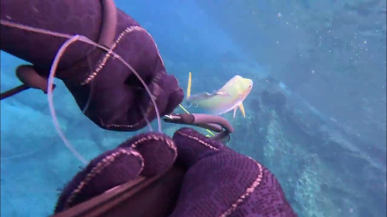 Datça Zıpkınla Lambuka Avladık. / Turkey Datça Spearfishing