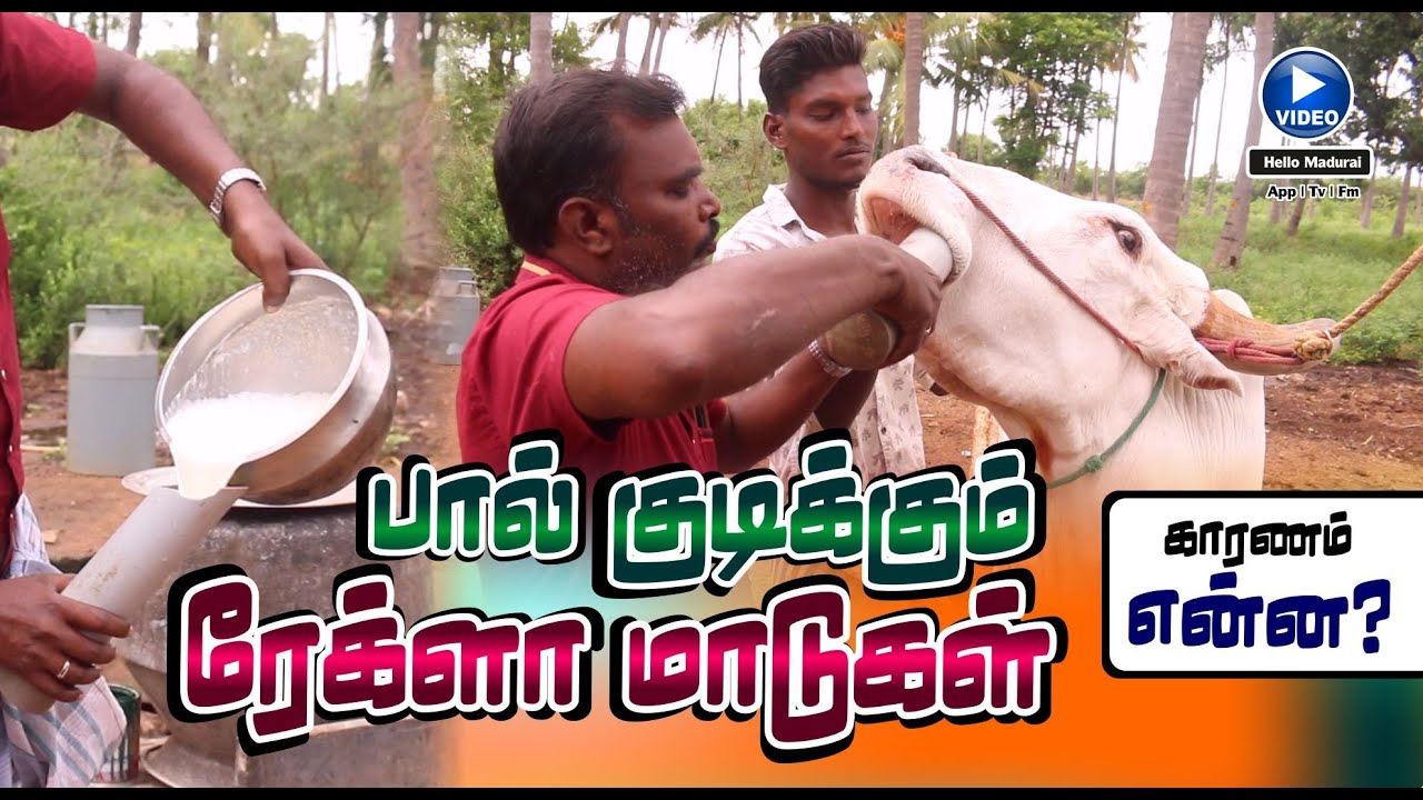 ரேக்ளா மாடுகளுக்கு பால் கொடுக்கும் ரகசியம் | The secret of giving milk to Rekla cows | Hello Madurai