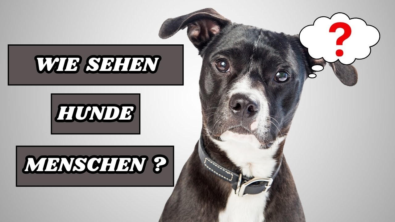 Denken Hunde, dass Menschen auch Hunde sind?